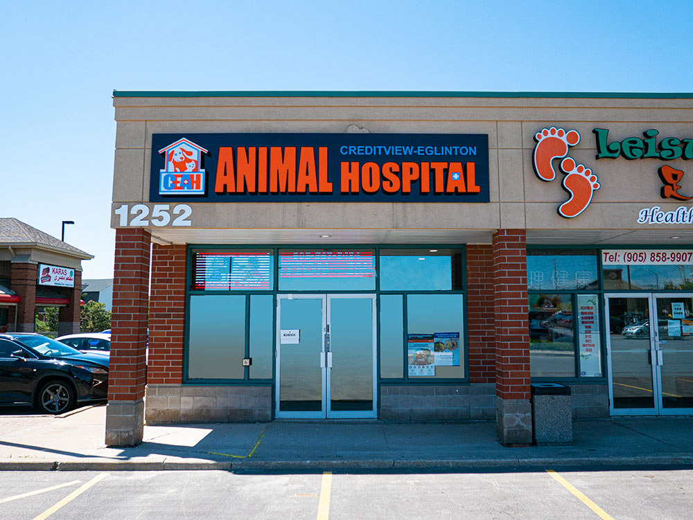 Creditview Eglinton Animal hospital Pet Care & Veterinary in Mississauga