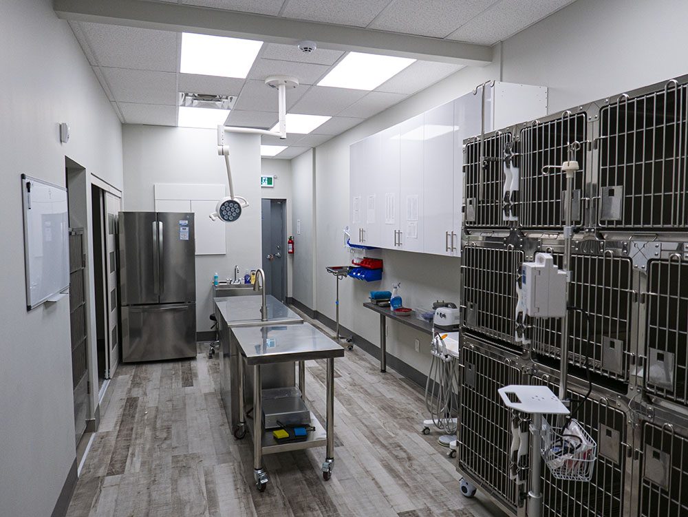 about us Creditview Eglinton Animal hospital