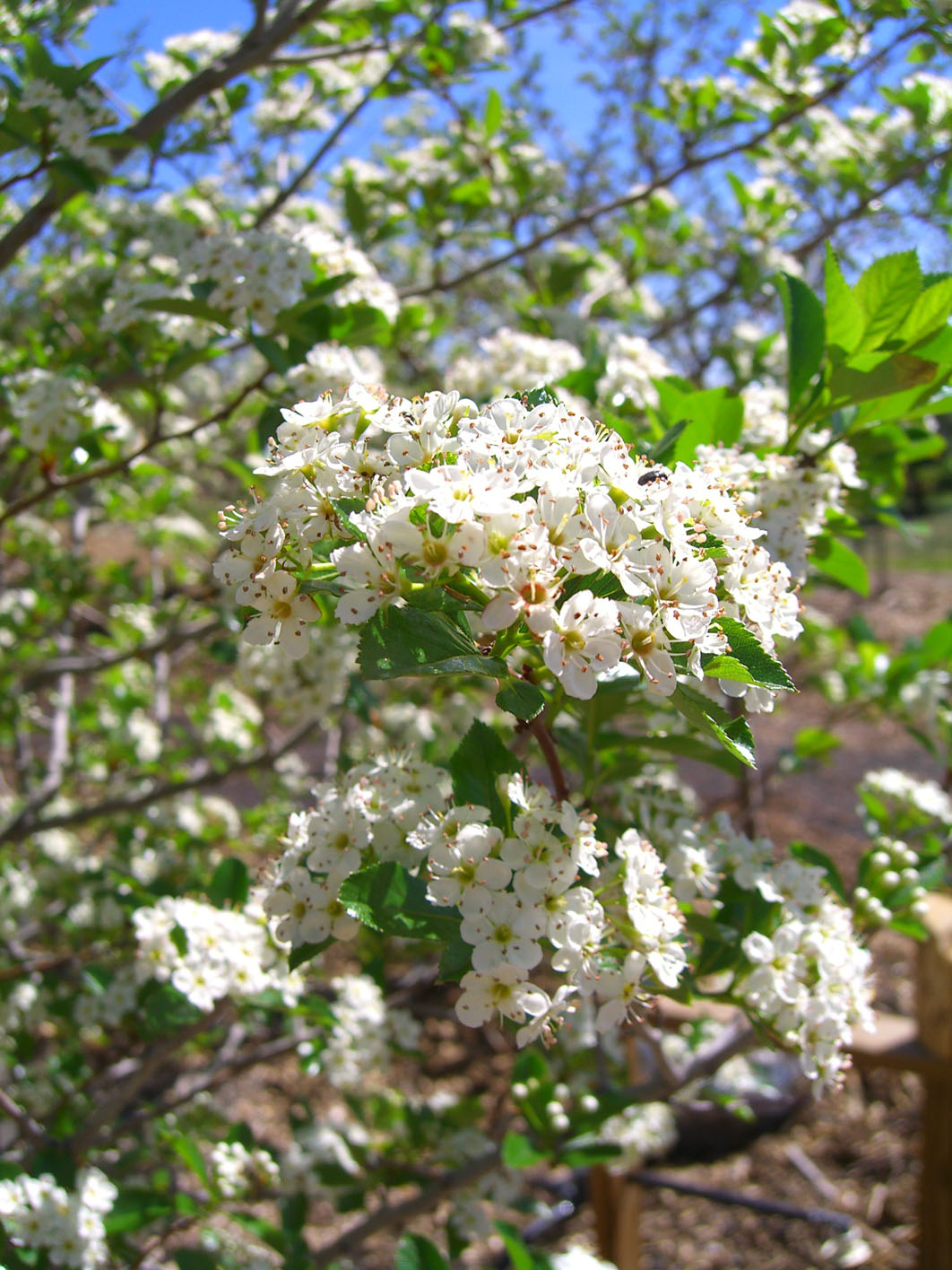 HAWTHORN THORNLESS COCKSPUR For Sale in Boulder Colorado