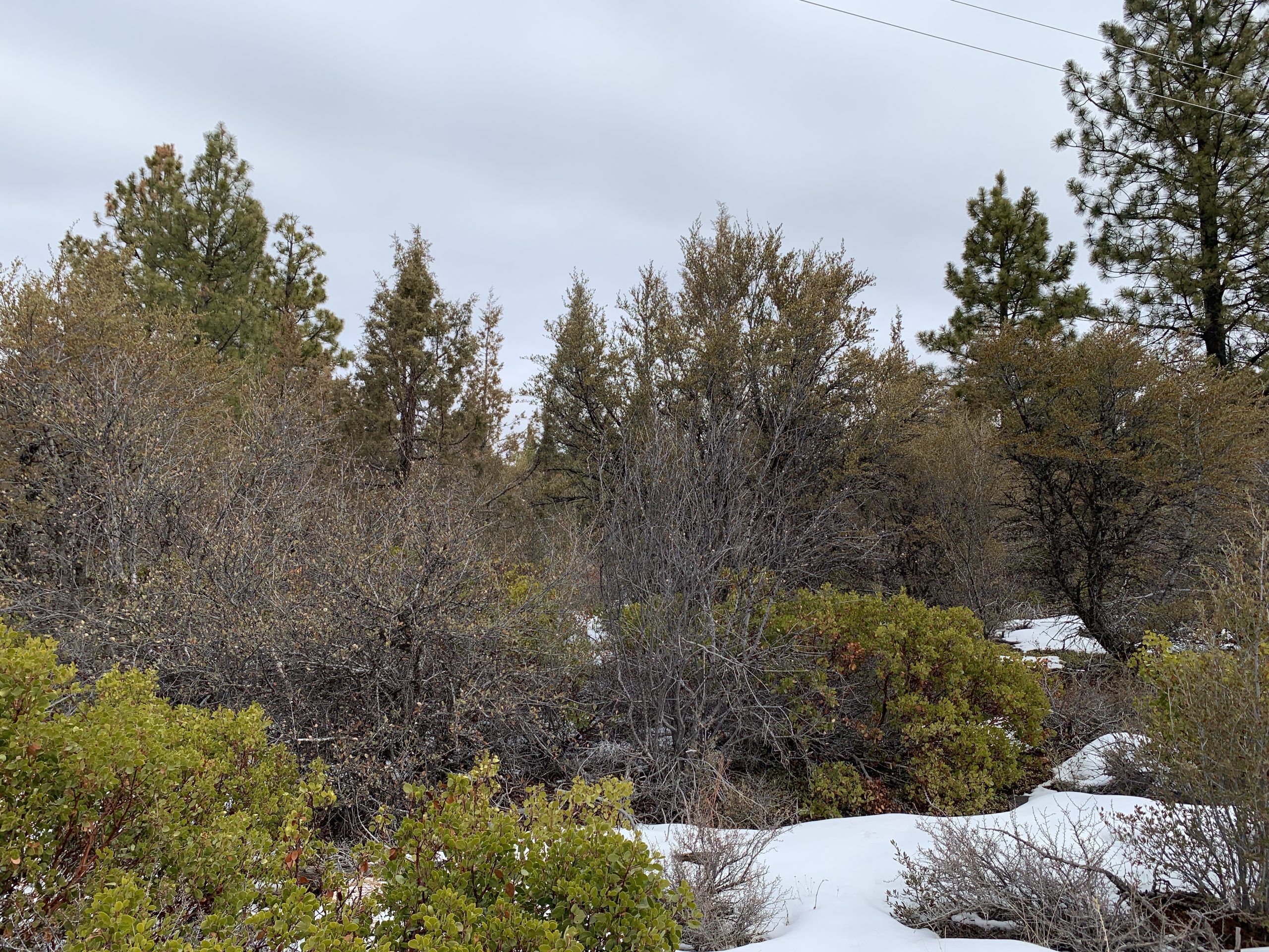 Hummingbird Dr, Bonanza, OR 97623 Creekside