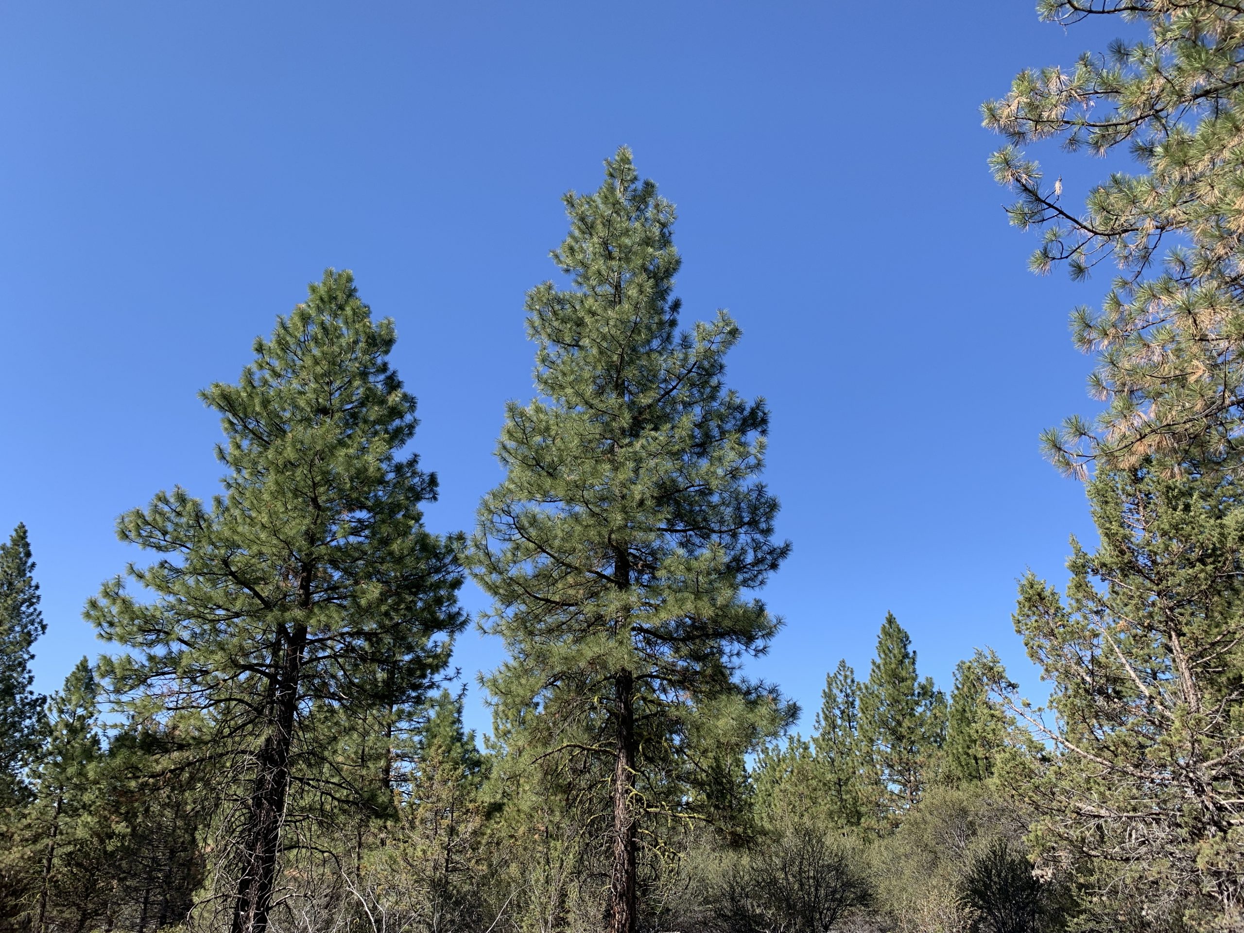 Bunting Dr, Bonanza, OR 97623 Creekside