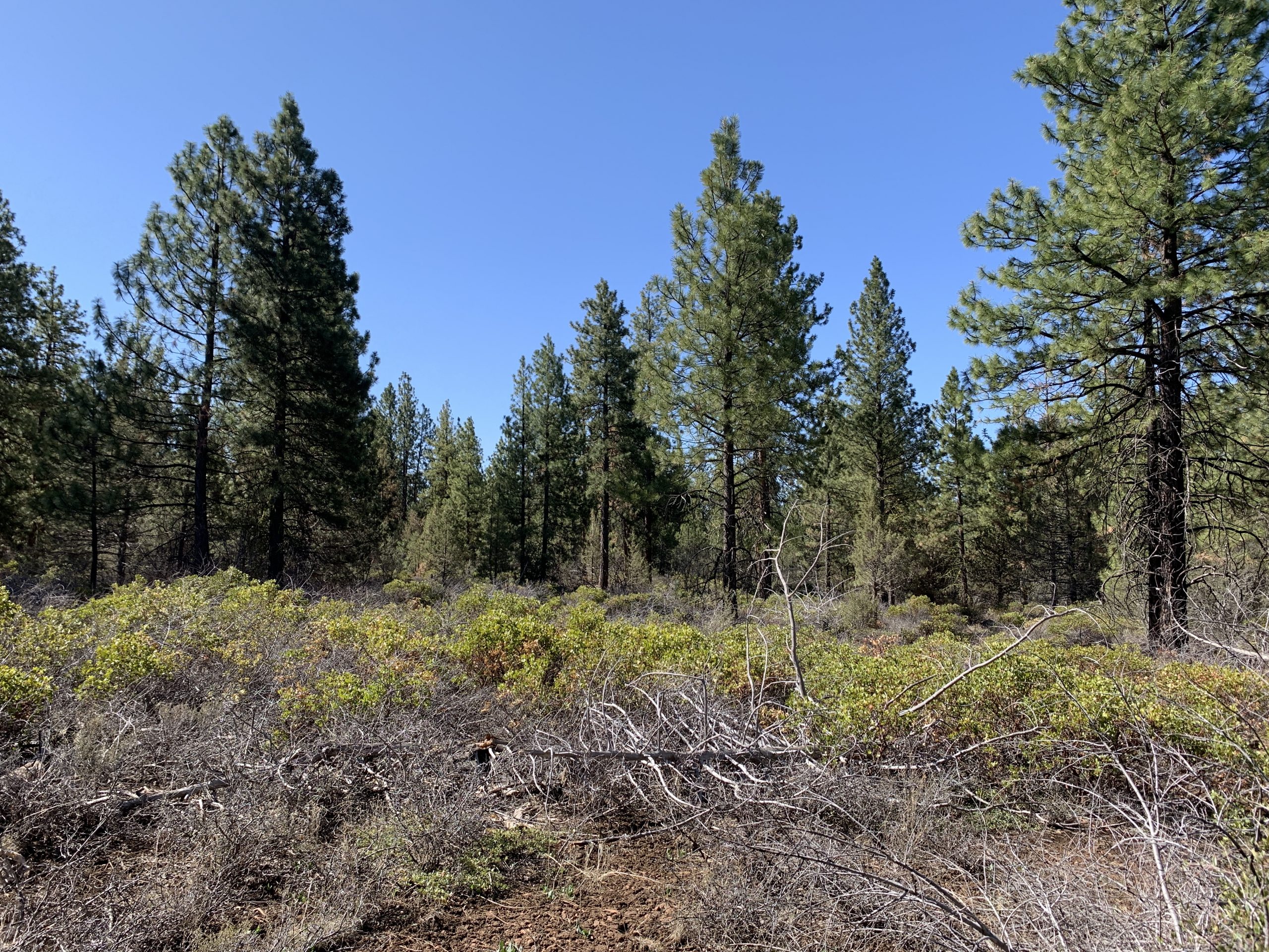 Bunting Dr, Bonanza, OR 97623 Creekside