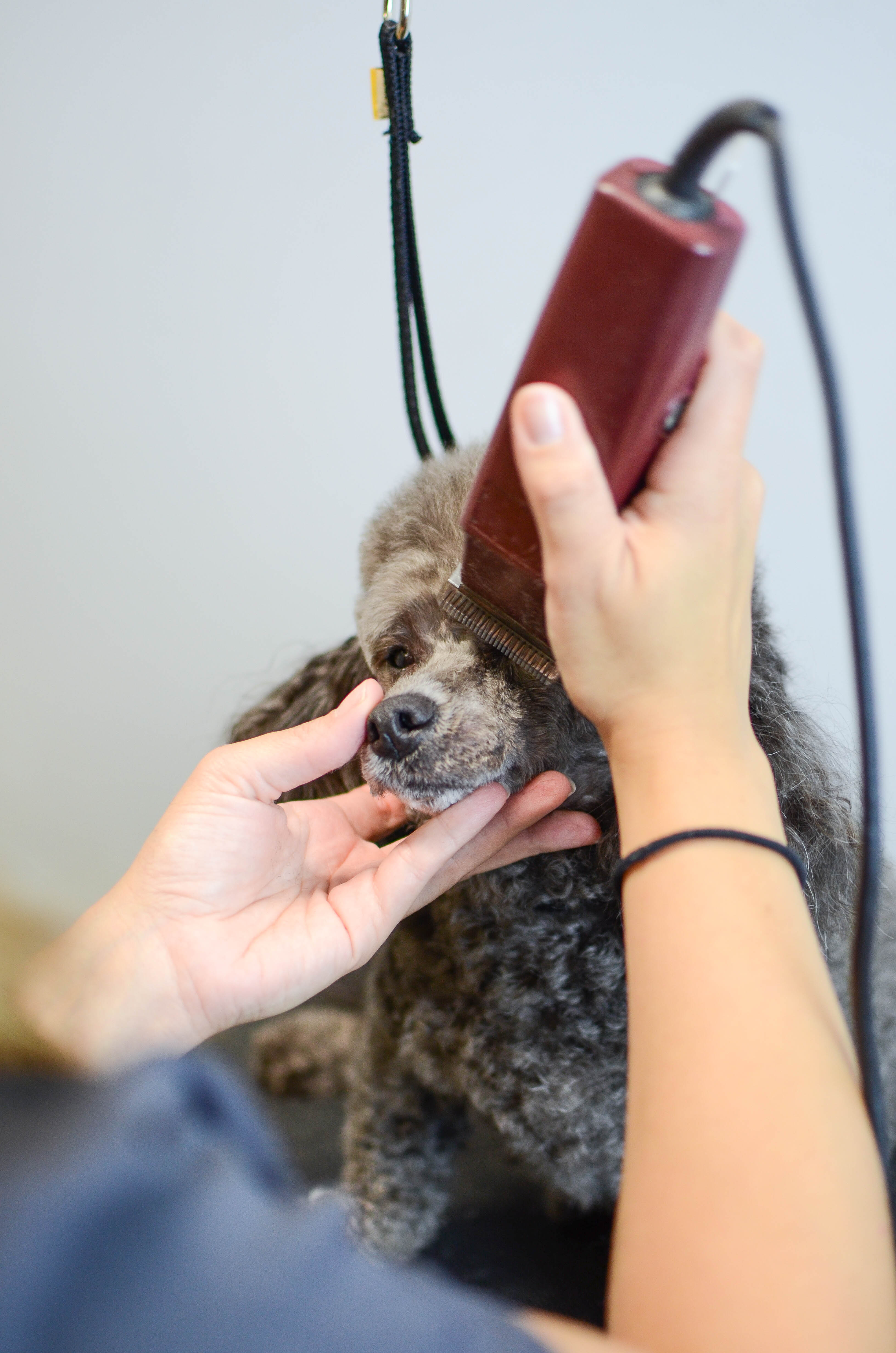 Spa Creekside Pet Hotel