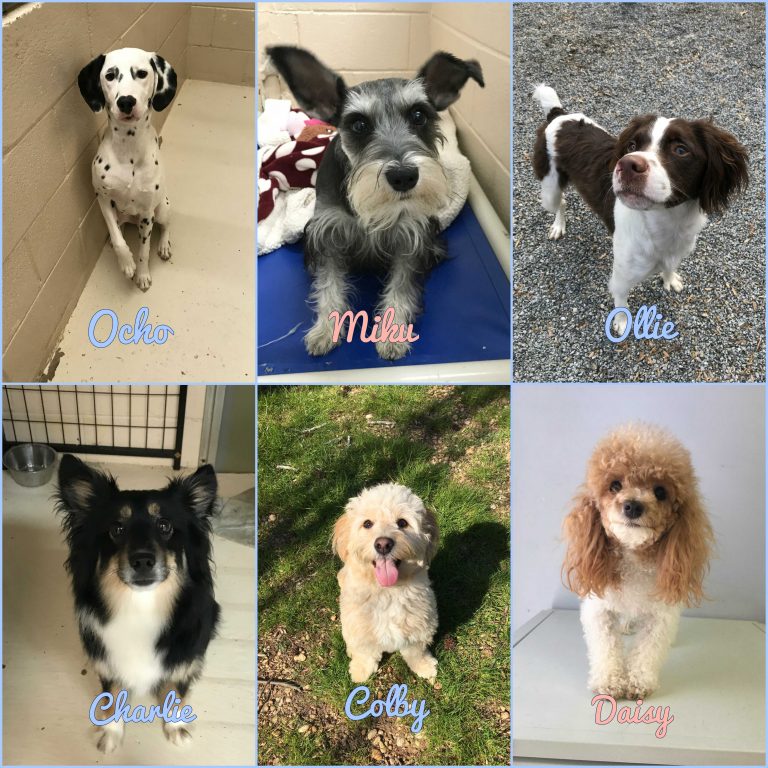 Introducing Our New Blog Creekside Pet Hotel