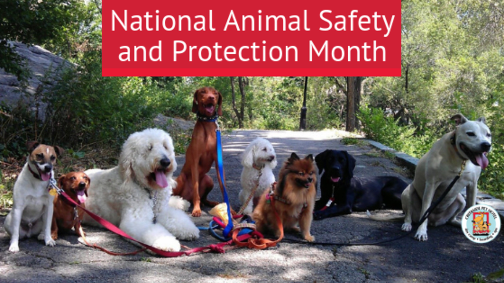 National Animal Safety and Protection Month Creekside Pet Hotel