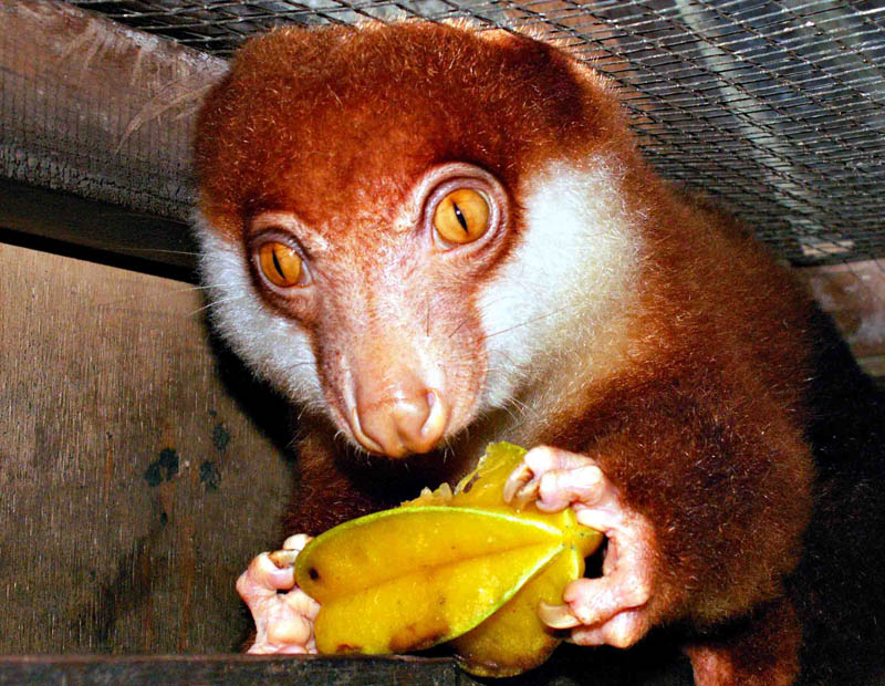 Cuscus « Creepy Animals