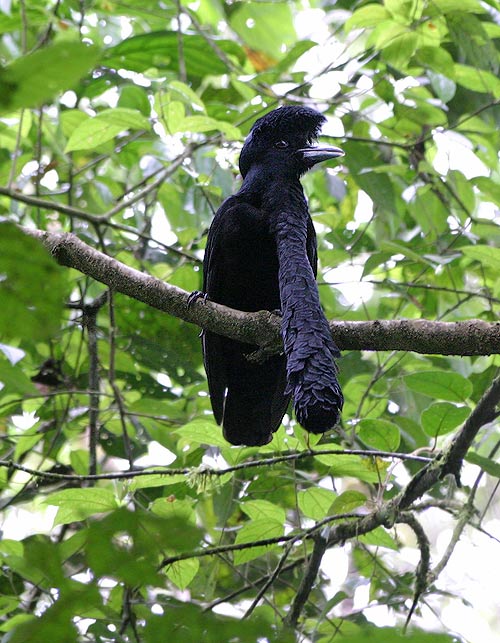 LongWattled Umbrella Bird « Creepy Animals