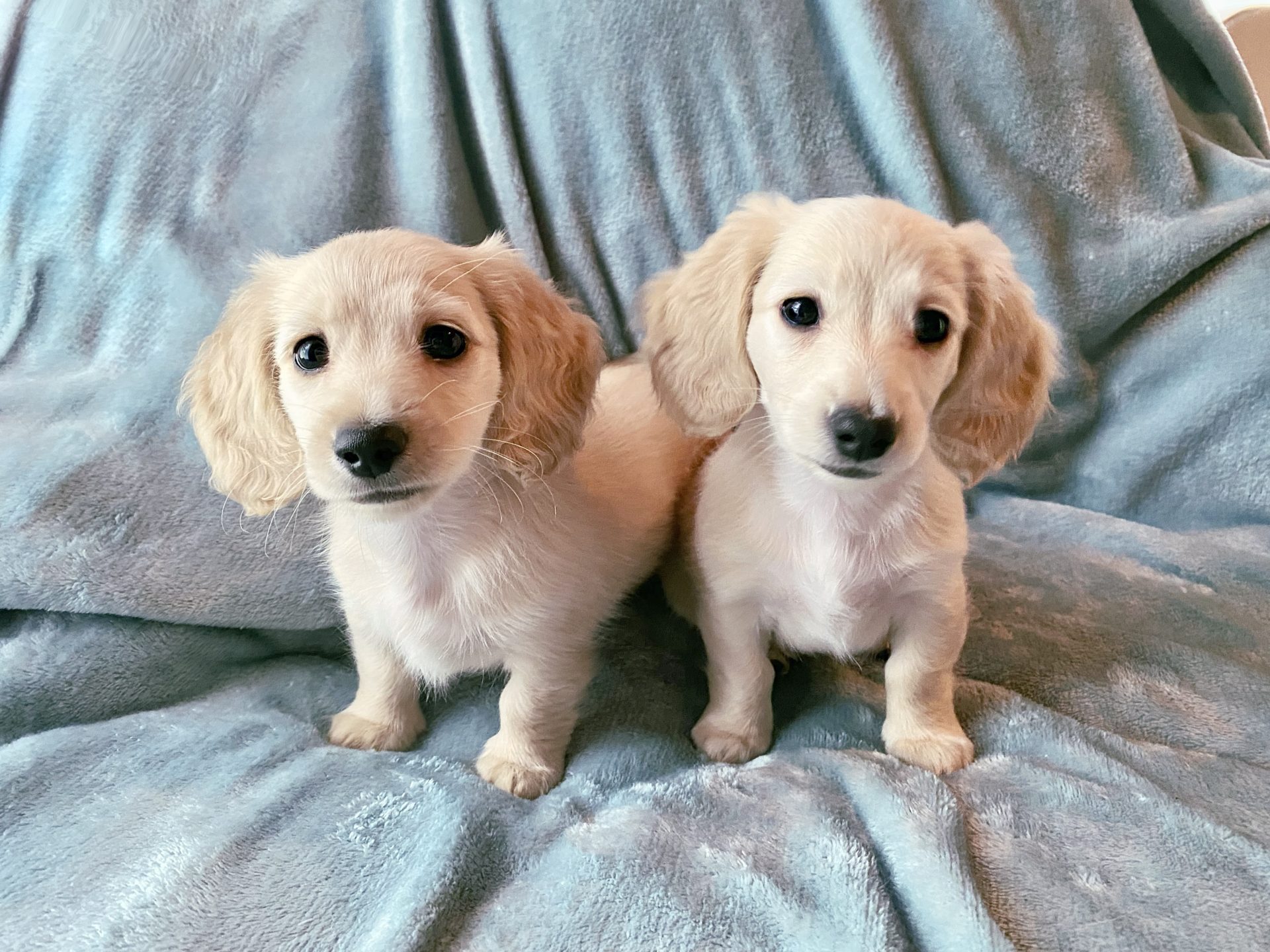 English Cream Miniature Dachshund Puppies Crème of the Crop Dachshunds Breeder Franklin, Texas
