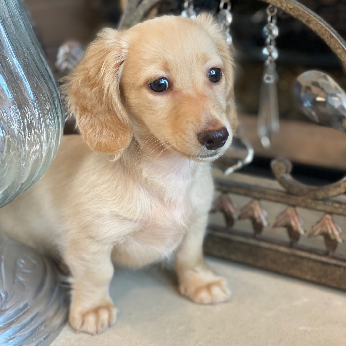English Cream Miniature Dachshund Puppies Crème of the Crop Dachshunds Photo Gallery