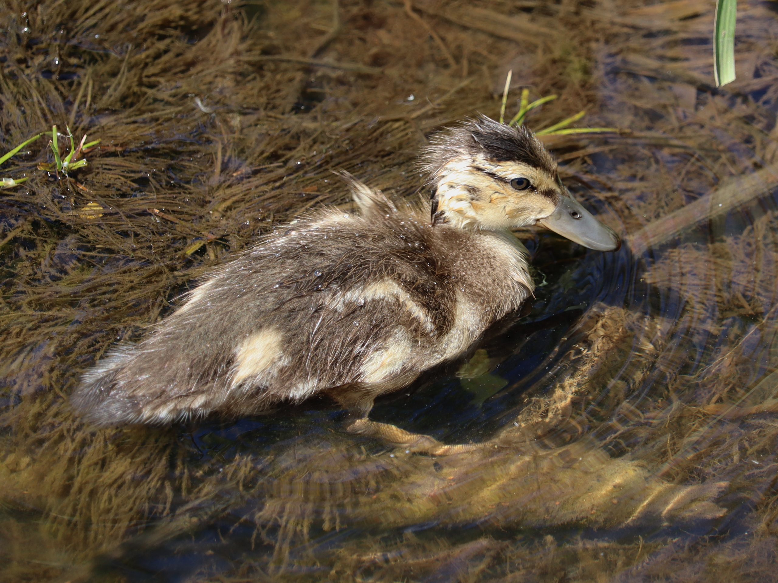 Baby geese! Baby ducks!