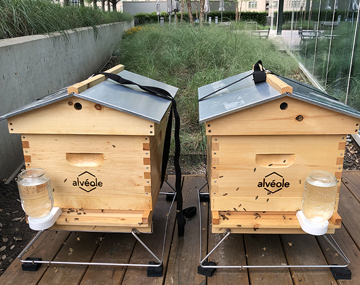 CRESCENT BRINGS URBAN BEEKEEPING TO FOUR DALLAS PROPERTIES Crescent