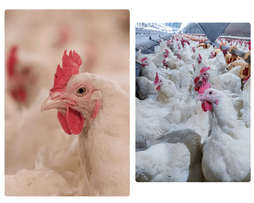 Poultry Industry Crest Aqua Tech