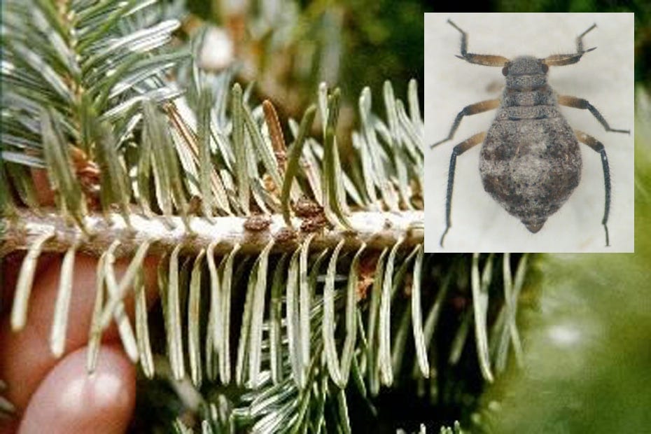 Those aren't ticks on your Christmas tree Crestview News Bulletin