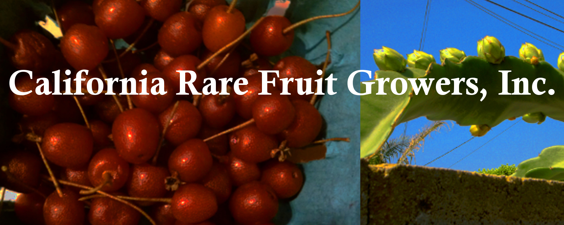 calistoheaderwithcrfg California Rare Fruit Growers, Inc.