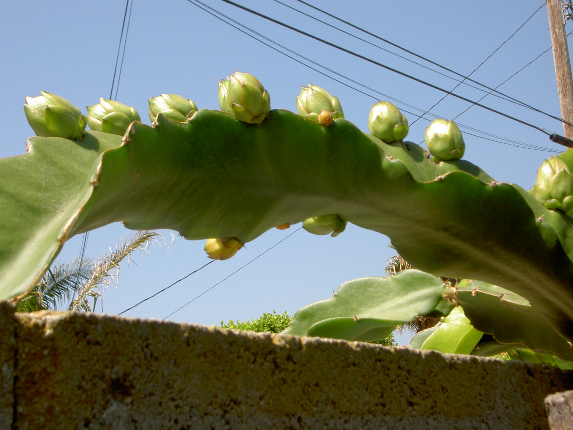 pitahaya 003 California Rare Fruit Growers, Inc.