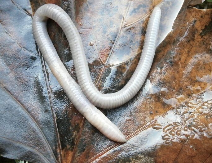 Dream About Earthworms And Worms Spiritual And Biblical Meaning..