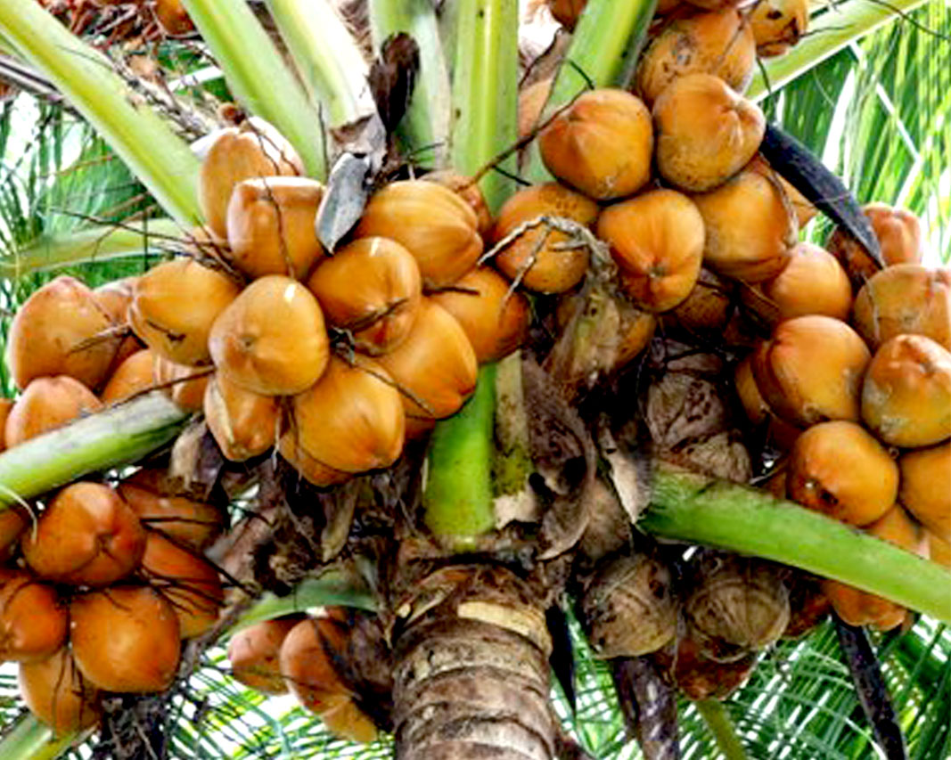 Latest Coconut Research Institute