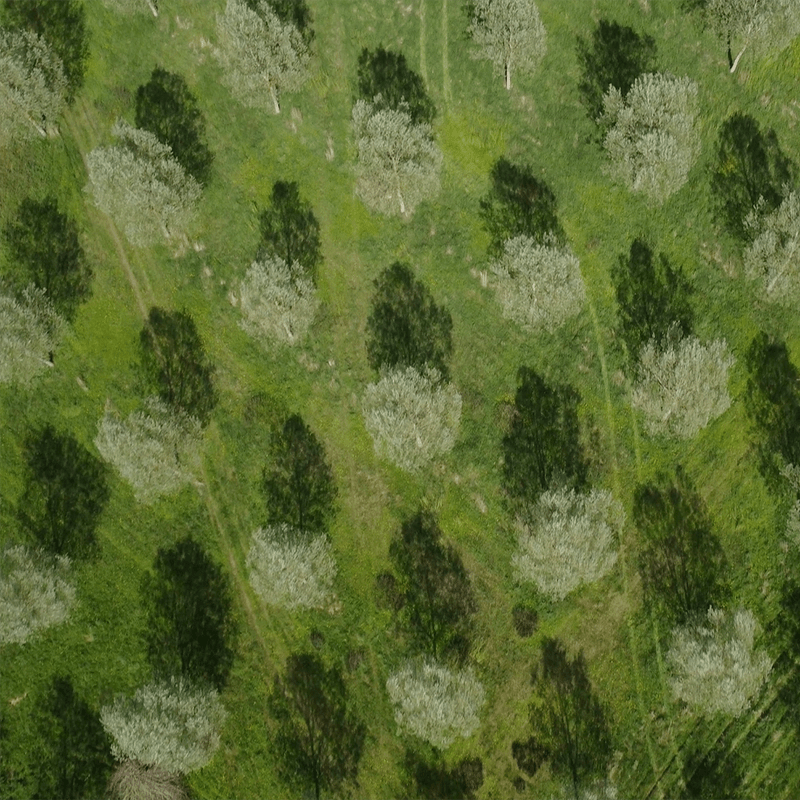 JS Wright & Sons Why English cricket bat willow? JS Wright & Sons