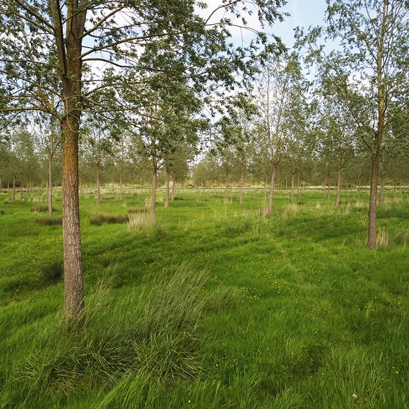 JS Wright & Sons Why English cricket bat willow? JS Wright & Sons