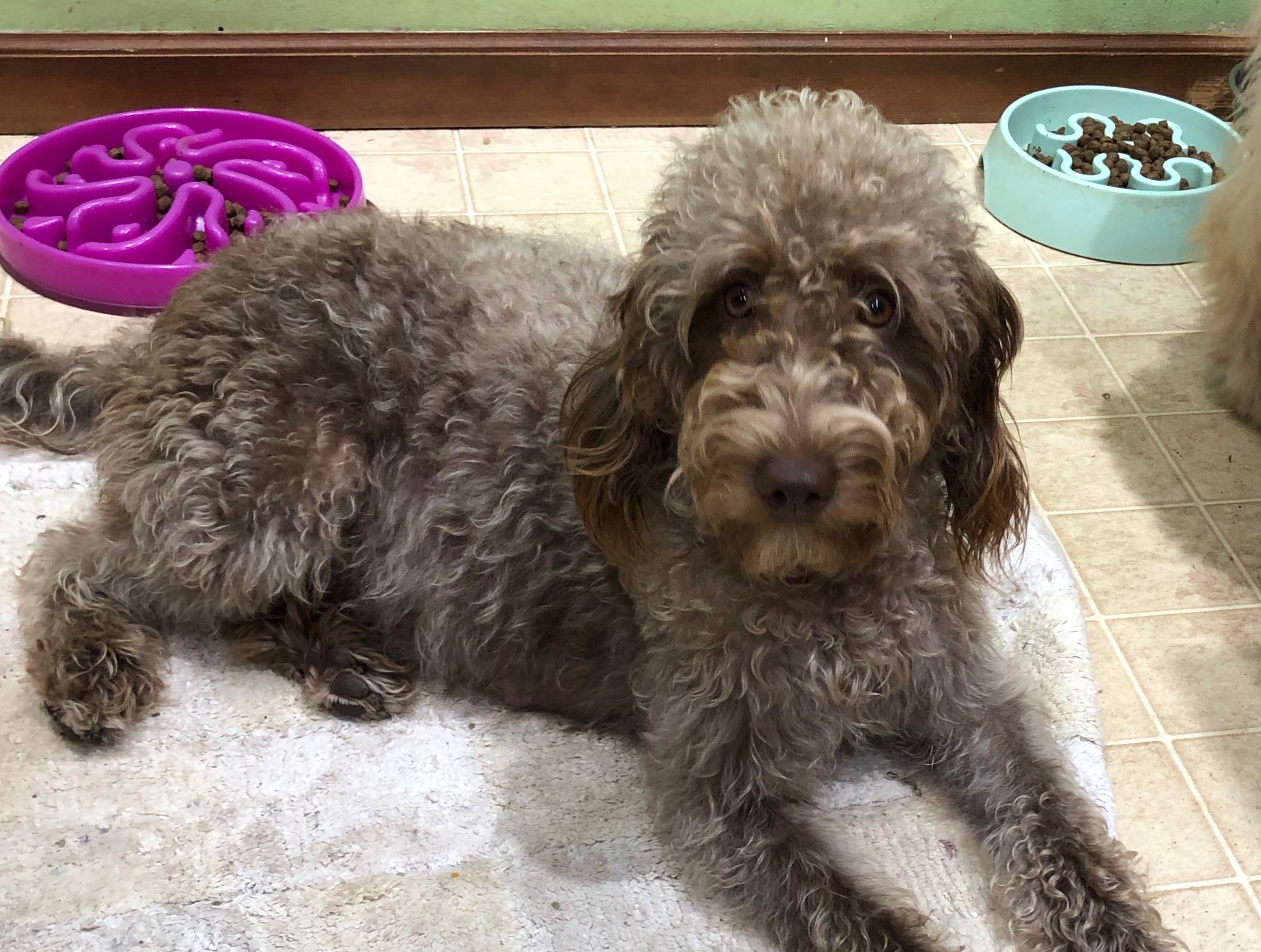 Labradoodle Puppy Breeders in Florida Cricket Creek Kennels