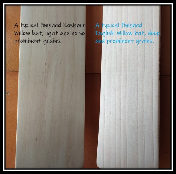 English Willow vs Kashmir Willow Cricket Gearz