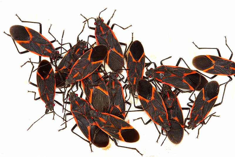 CRIDDER RIDDER of Idaho Boxelder Bugs