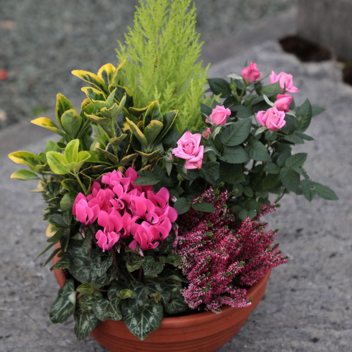 Coupes de plantes d’extérieur pour Cimetière Maison Cridel
