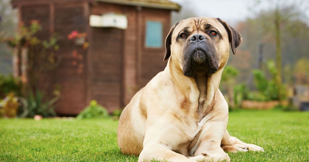 Guard Dogs Pros and Cons Crimsafe USA