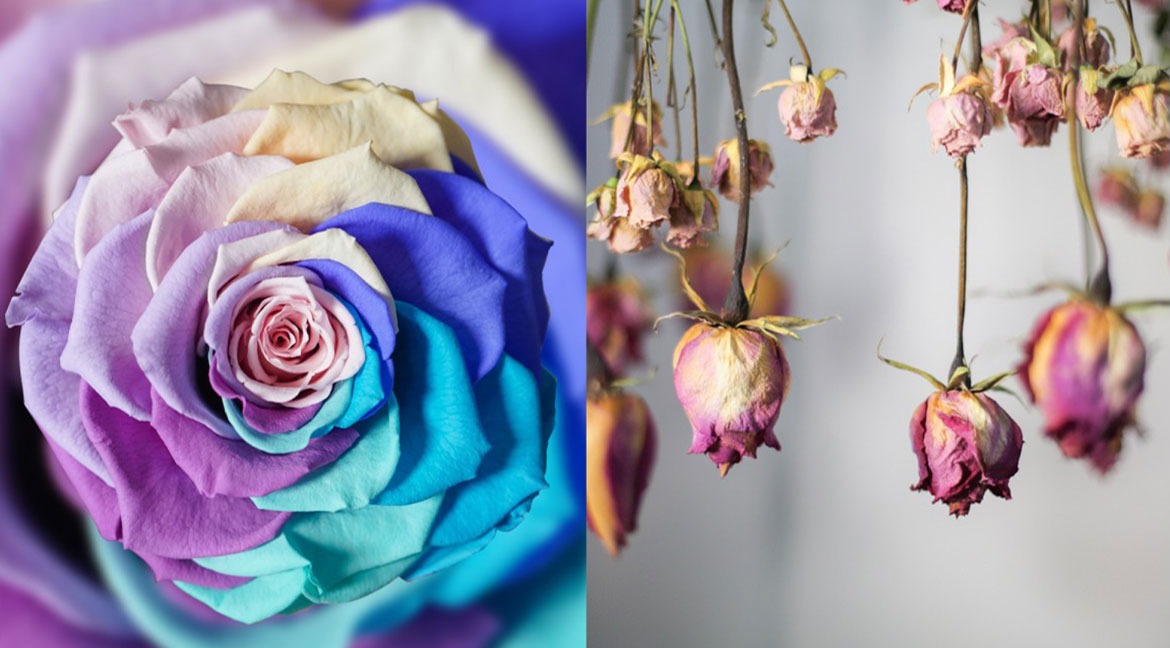 What are the differences between dried and cryogenic flowers? Crio