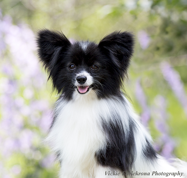 Crisanda Papillons & Papillons™