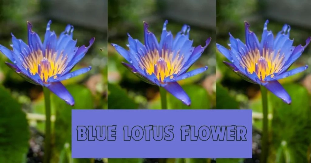 All Information About Blue Lotus Flower Crispme