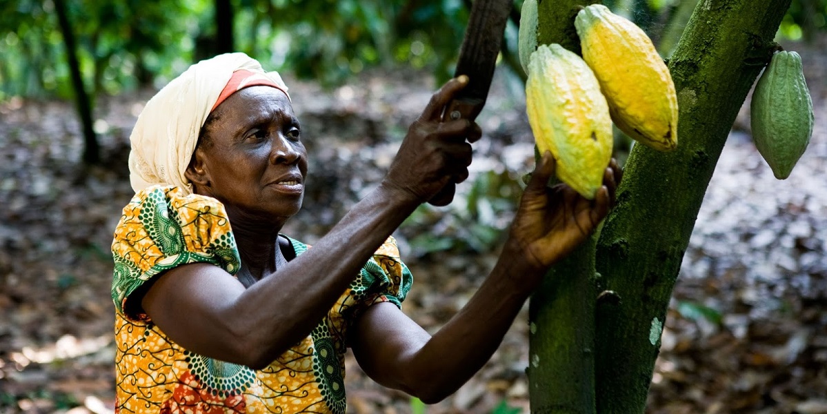 Добыча золота, Гана, какао-деревья, швейцарский шоколад