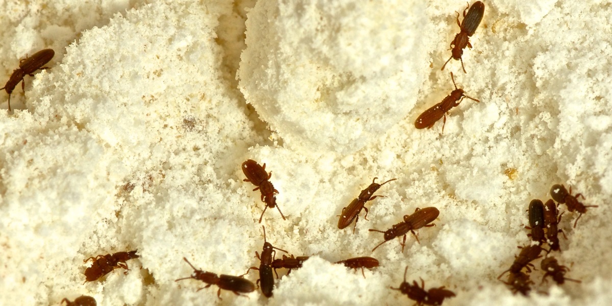 Мука, крысиная моча, насекомые