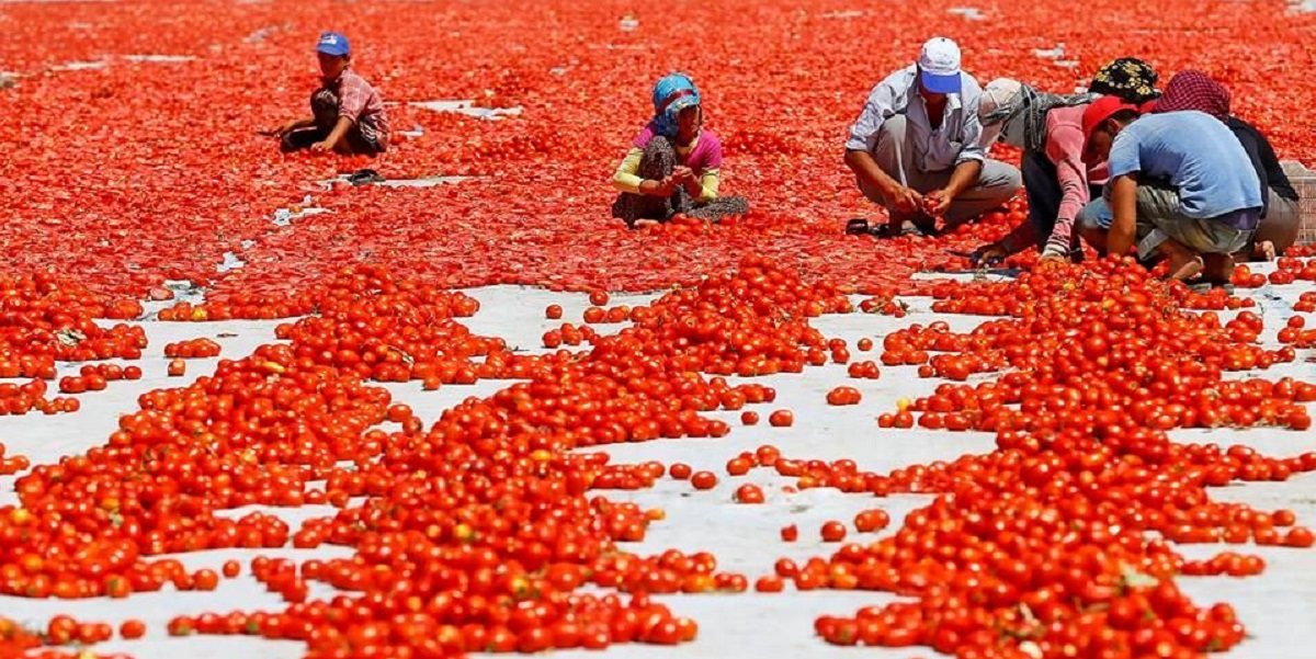 Контроль за ввозом сельхозпродукции перенесли за пределы РФ