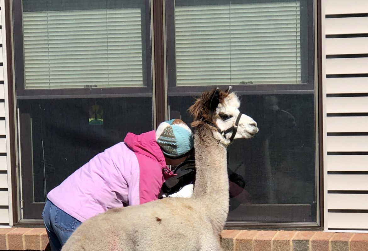 Ranch Animals Visit Care Facilities Cristo Rey Ranch