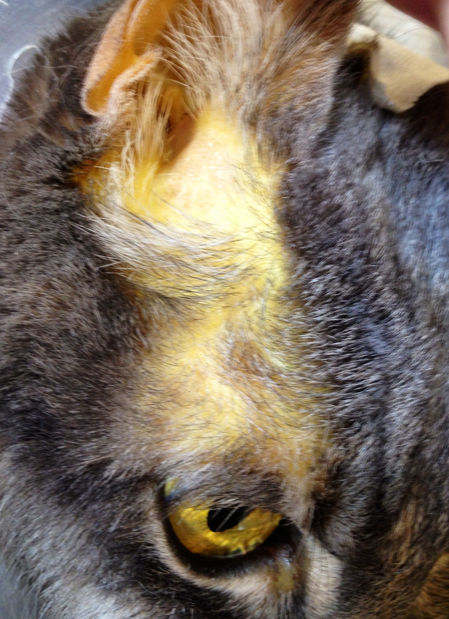 Liver Sampling in Dogs and Cats