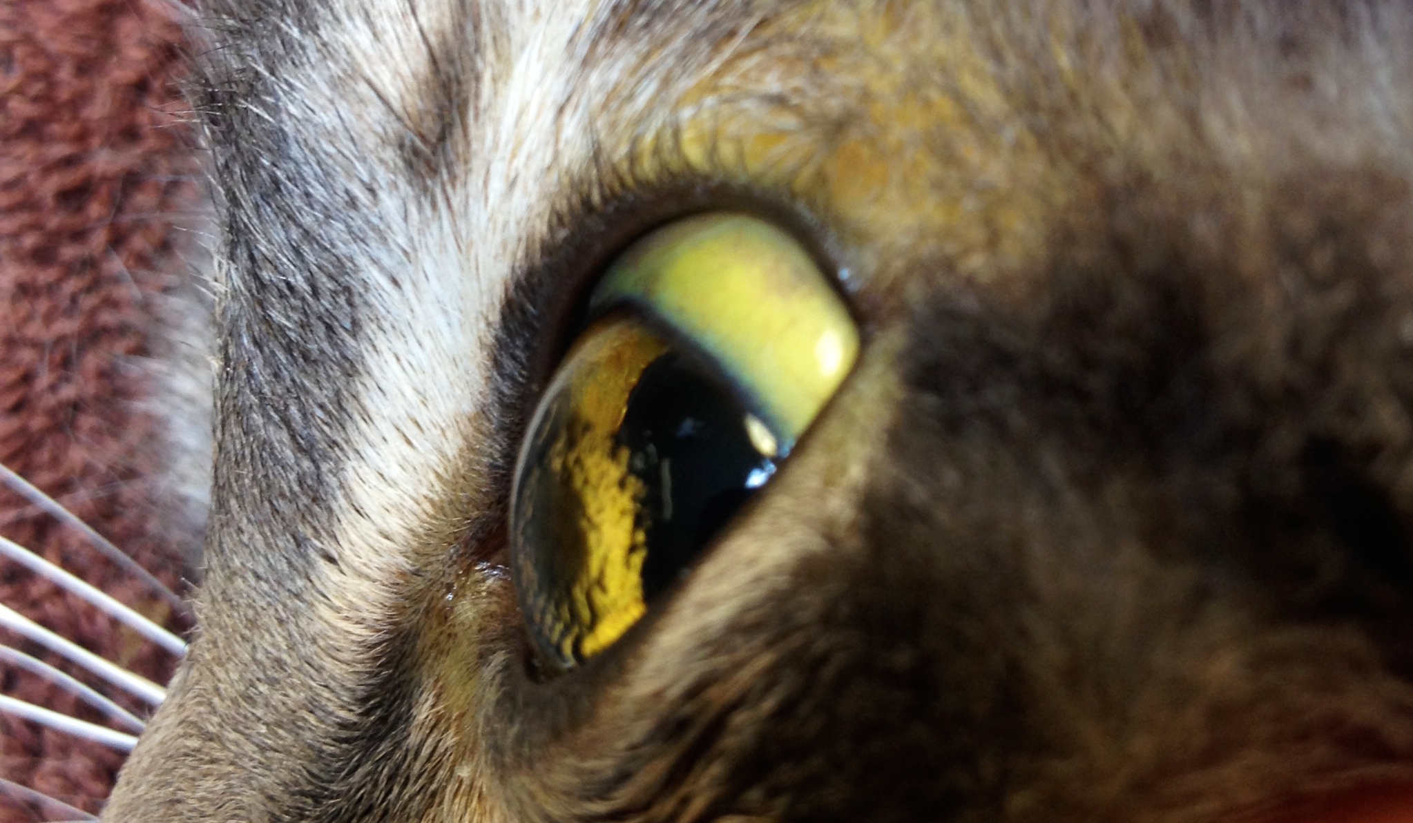 Liver Sampling in Dogs and Cats