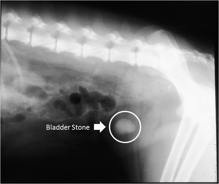 Urinary Tract Infection in Dogs and Cats