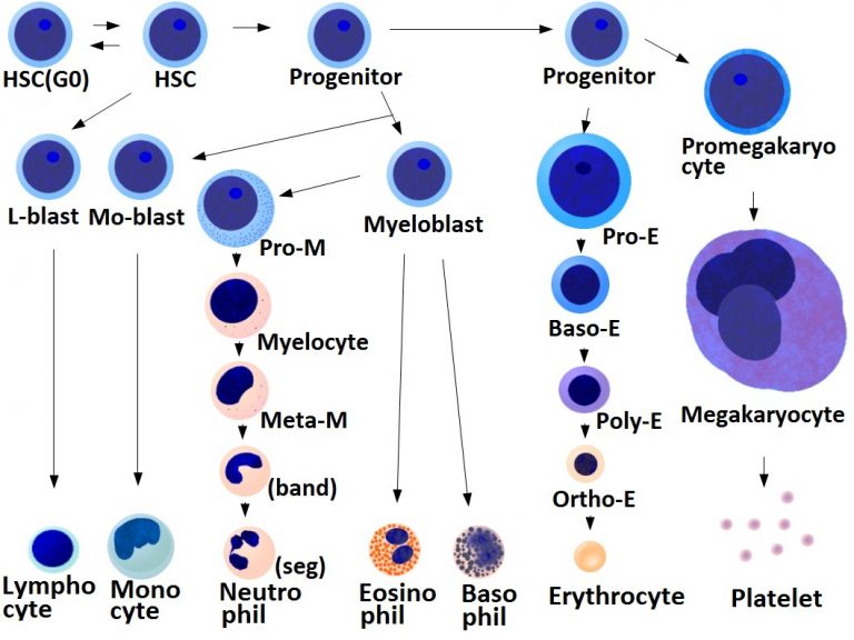 Erythrocytosis When Dogs & Cats Have Too Many Red Blood