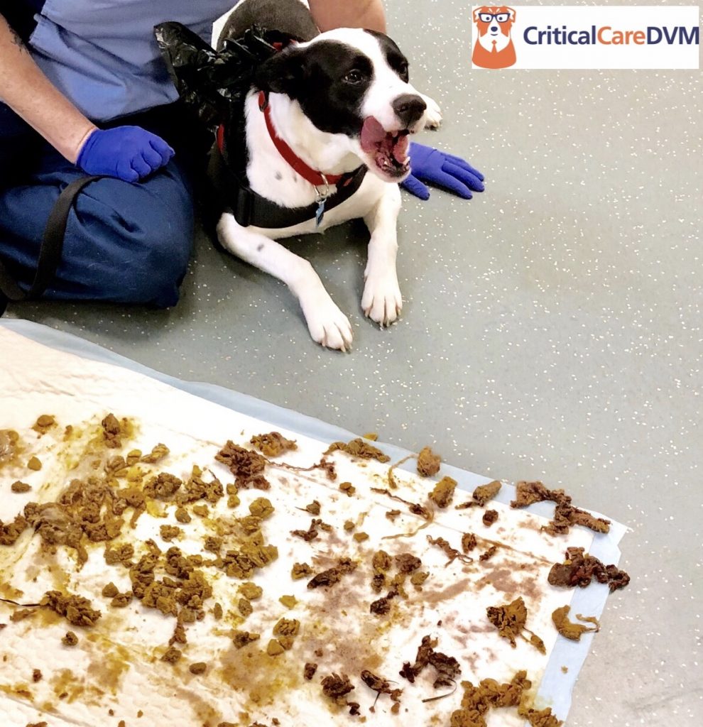 Pica in Dogs & Cats Does Your Pet Eat Weird Things? CriticalCareDVM