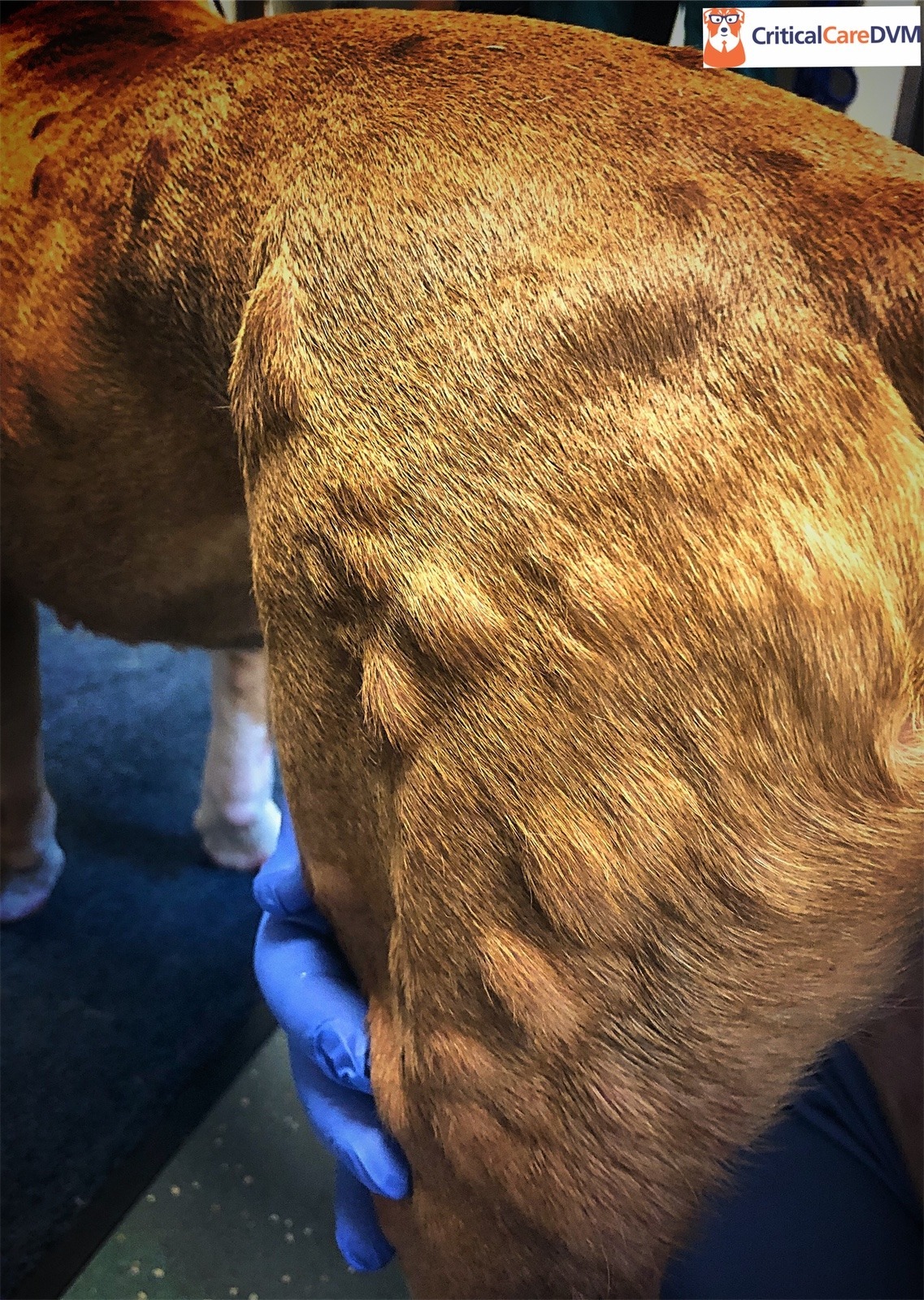 Dogs That Don T Cause Allergic Reactions at Helen Engler blog