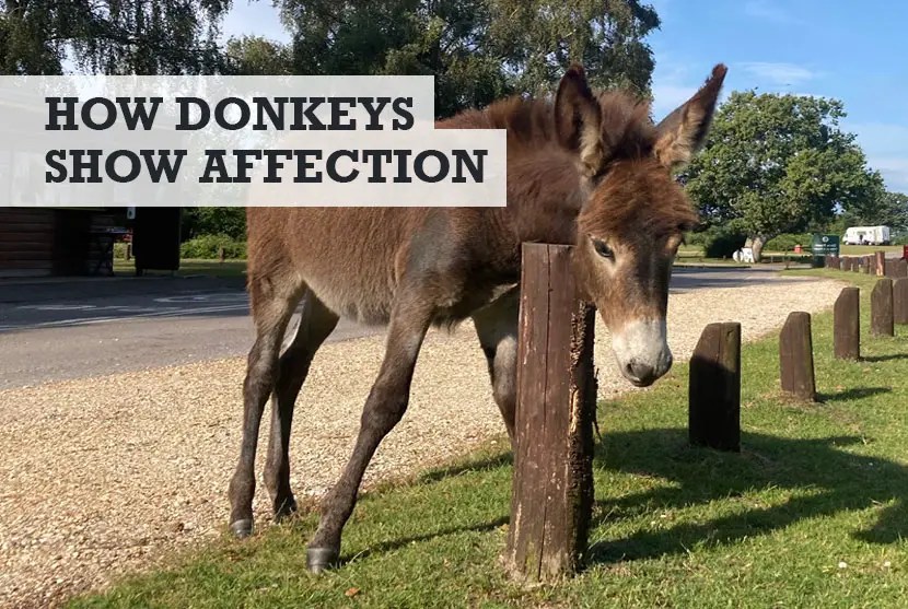 How Do Donkeys Show Affection (Making Friends with Donkeys)