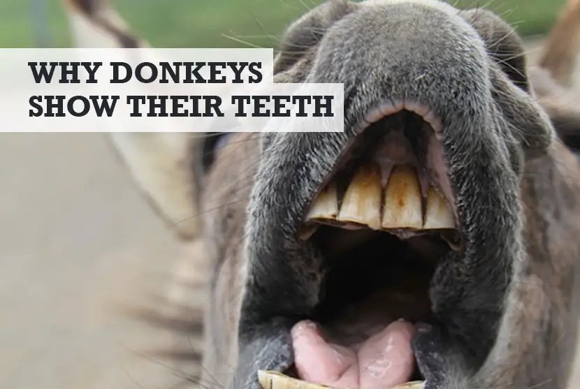 Why Do Donkeys Show Their Teeth? (8 Reasons)