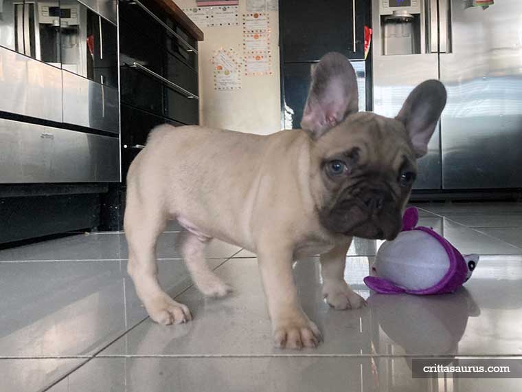 How Much Weight Can a Bald Eagle Carry? (Correct Answer)