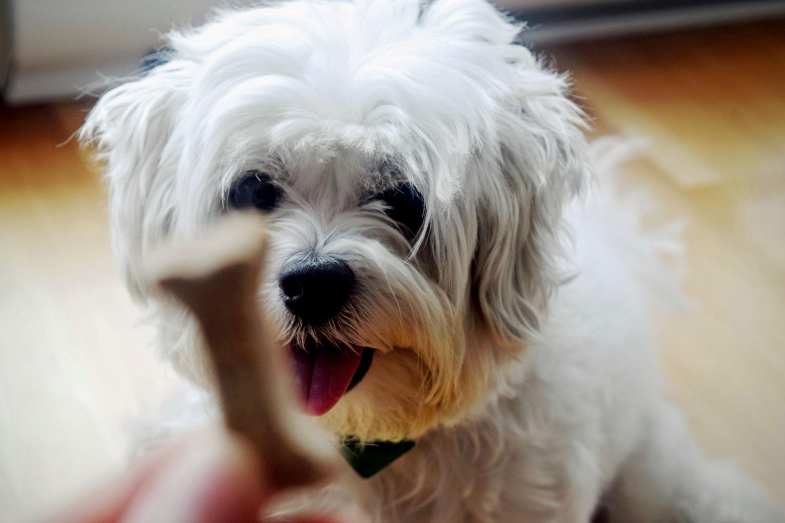 Newnan, Dog Walking Service / Company