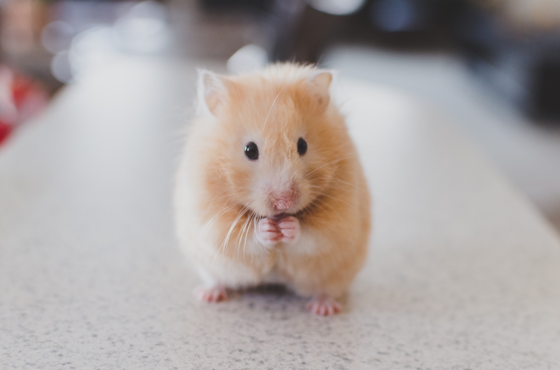 Guide to Caring for a Pet Hamster for Beginners