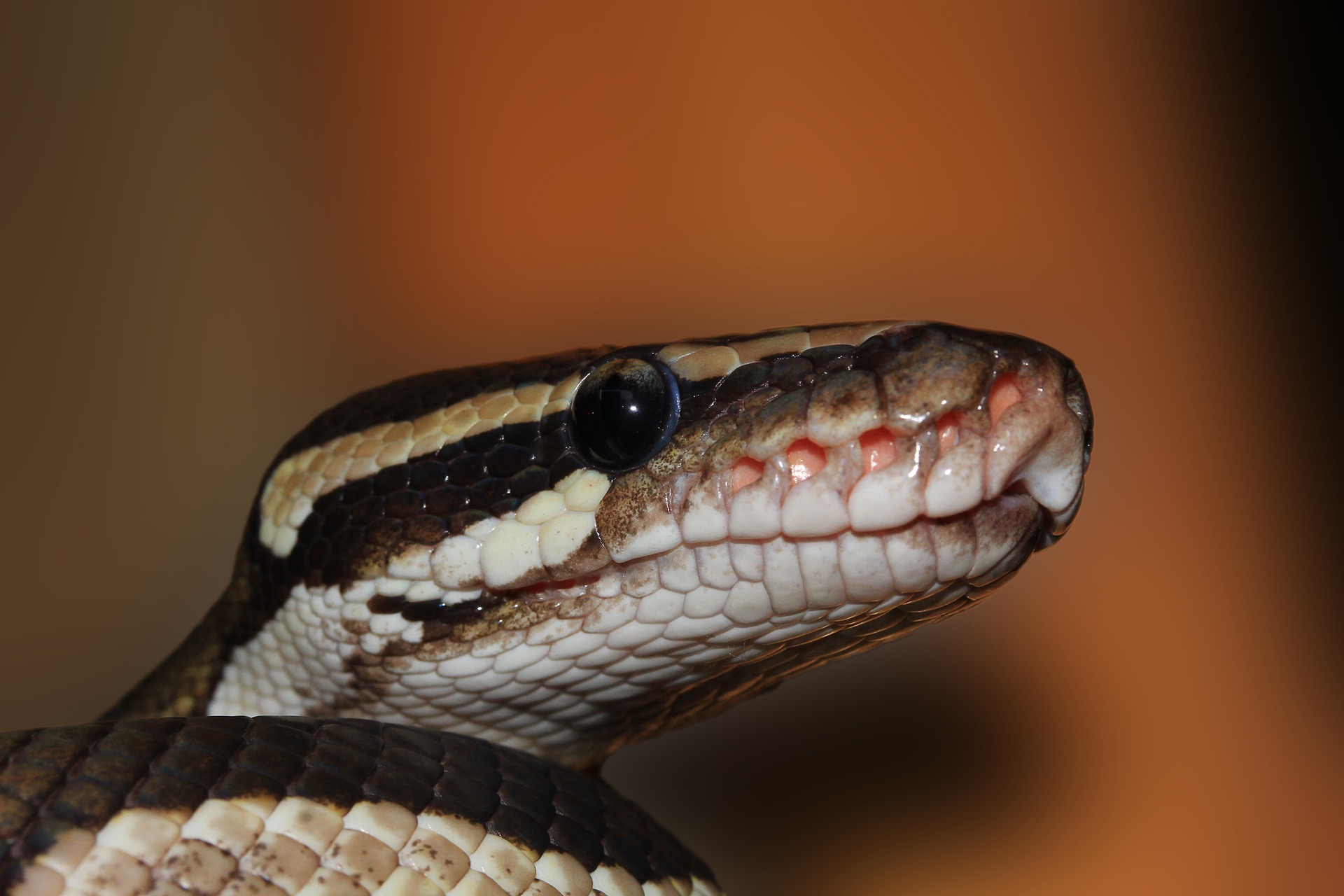 3 Types of Snakes You Can Have as Pets for Beginner Owners