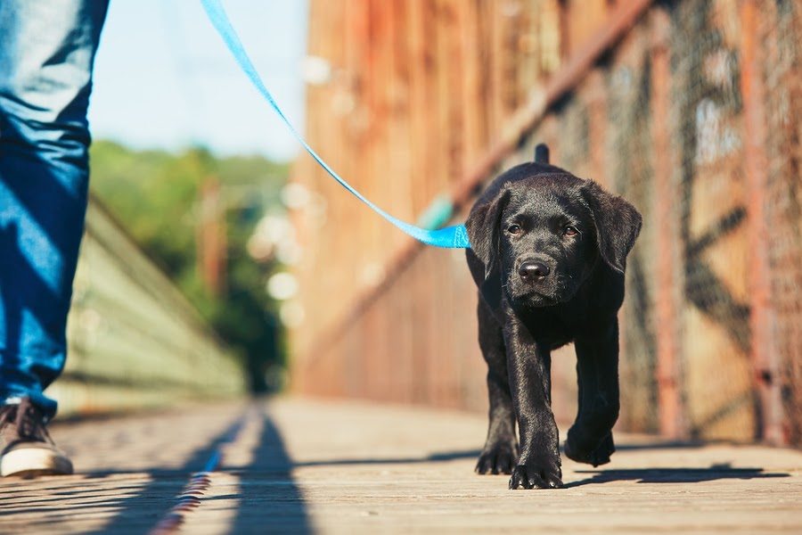Summer Dog Walking Tips in Atlanta, GA Critter Sitters