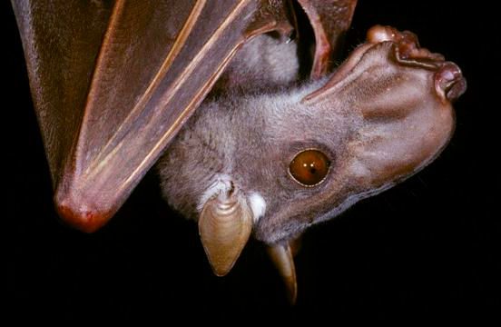 Hammerhead Bat from Africa – Critter Science