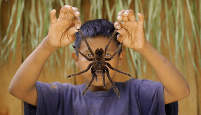 Enter the Bird Eating Tarantula Critter Science